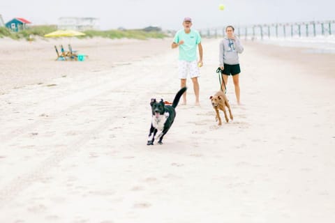 Beach, Pets