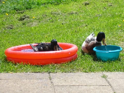 Garden, Pets