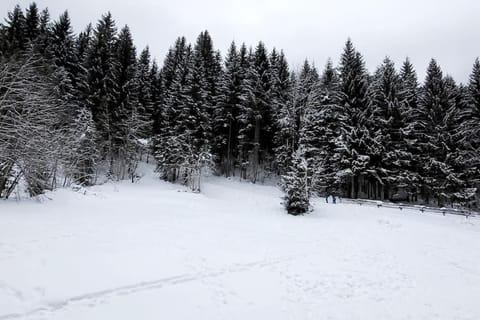 Natural landscape, Winter, View (from property/room)