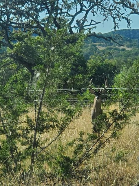 Cabin in the Woods under the Stars with HOT TUB Cabin in Rio Grande