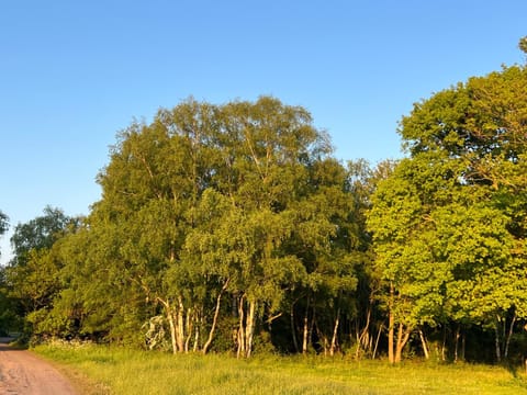 Spring, Day, Natural landscape