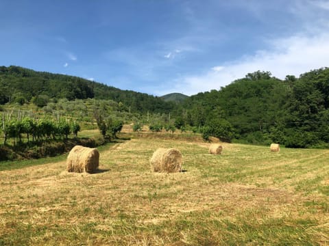 Natural landscape, Garden