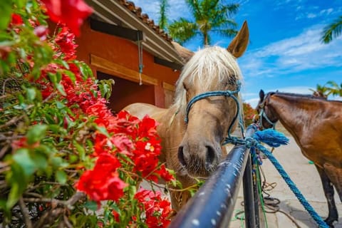 Horse-riding