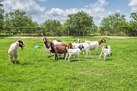 ‘Gingerland Ranch’ in Del Valle: Game Room & Porch House in Austin