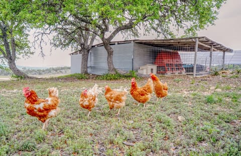 Center Point Countryside Cottage w/ Deck, Grill! Cottage in Center Point