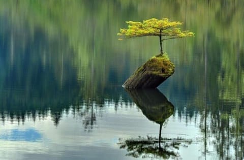 Fairy Lake natural bonsai