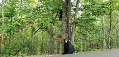 wildlife and outdoor