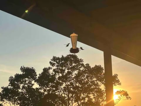We have hummingbirds!