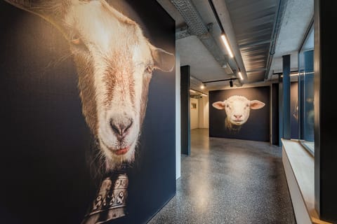 Capsule room in the basement | Soundproofing, free WiFi