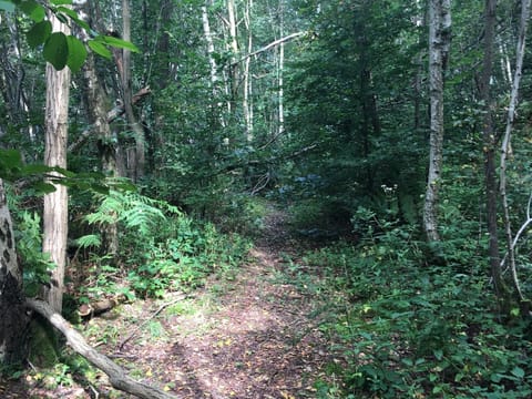 Immediate Surroundings [summer] (<1 km)