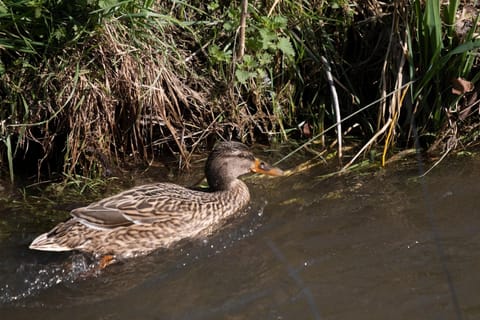 Immediate Surroundings [summer] (&lt;1 km)