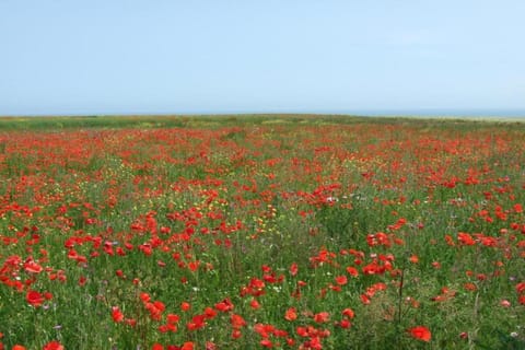 Immediate Surroundings [summer] (&lt;1 km)