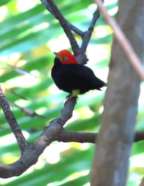 Our property is listed on e-bird, with an estimated 250 species.