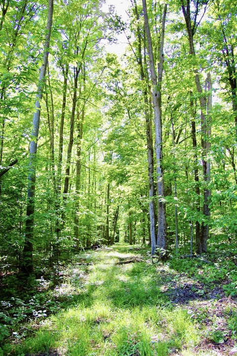 There are over 6.5 wooded acres to explore in your own backyard at Hilltop Haven