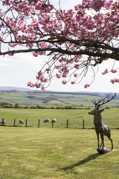 Overthickside Cottage - views across the Borders countryside