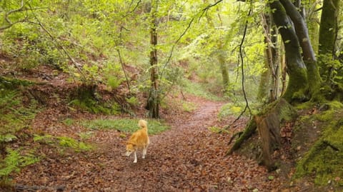 This beech wood 100m away is great for dog walks