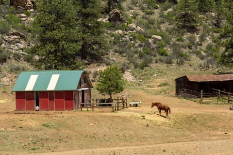 Where the animals live!