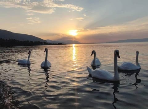 Studio, 1 Bedroom, Balcony, Garden View | Miscellaneous