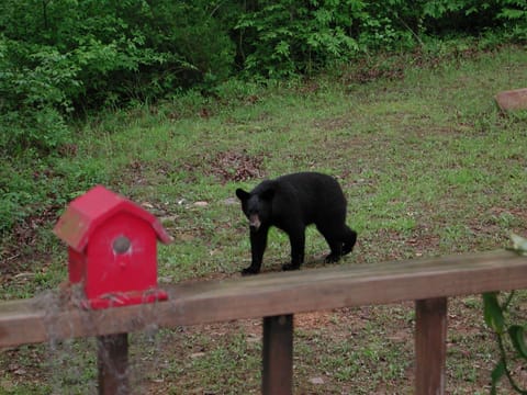 Lots of wild life!
