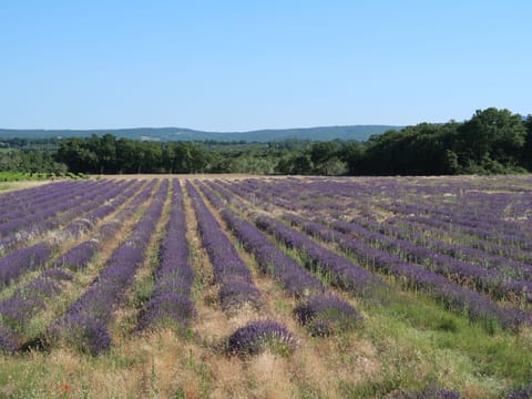 Sky, Flower, Plant, Land Lot, Natural Landscape, Grass, Agriculture, Groundcover, Tree, Landscape
