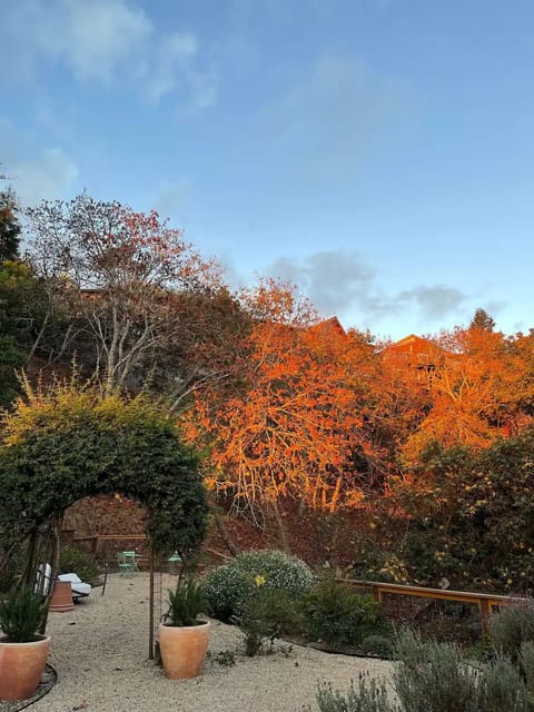 Gorgeous, huge backyard overlooking private canyon. Fully fenced for dogs. 