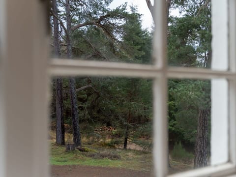 Plant, Window, Wood, Tree, Shade, Mesh, Twig, Tints And Shades, Glass