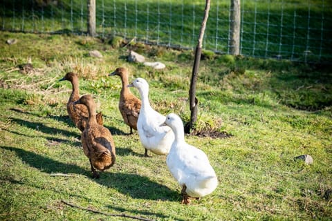 Ducks in a paddock