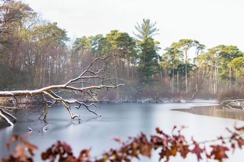 Fog Over the Forest Lake - Visit Brabant