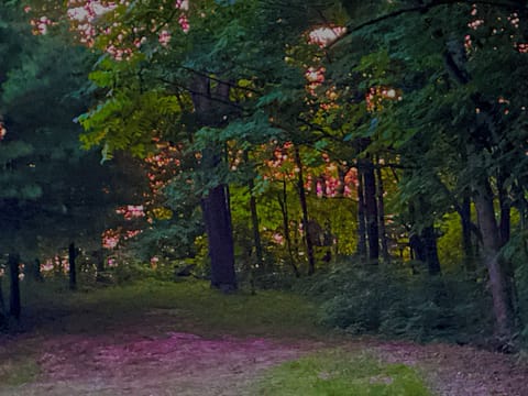 Ever watched a sunset through the forest trees?