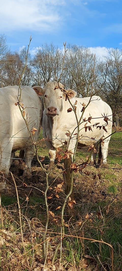 Upside Down ,cosy one bedroomed gite ,10 minutes walk into town / countryside. House in Normandy