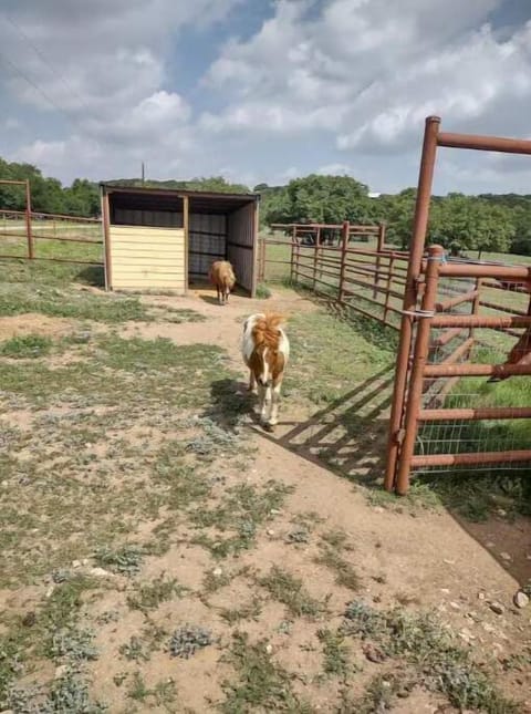 Our male mini pony (Boone)