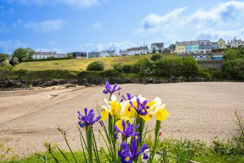 Flowers in the foreground across to the beach at Aberporth