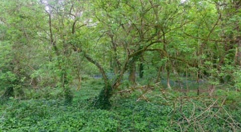 Chalet | Property grounds