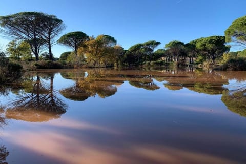 Region [summer] (&gt;5 km)