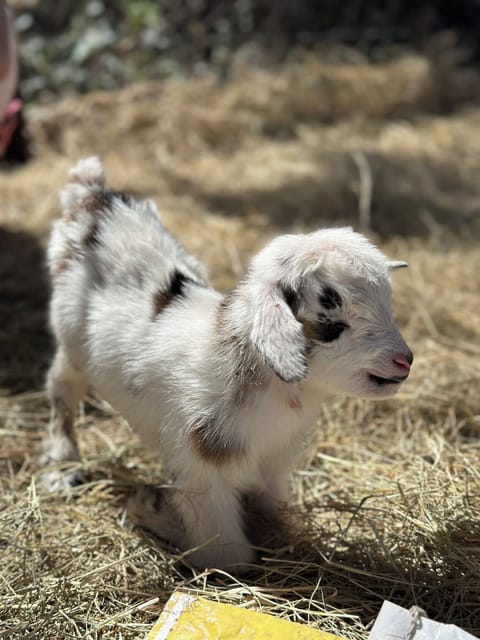 Our newest addition to the farm. Meet Blue!