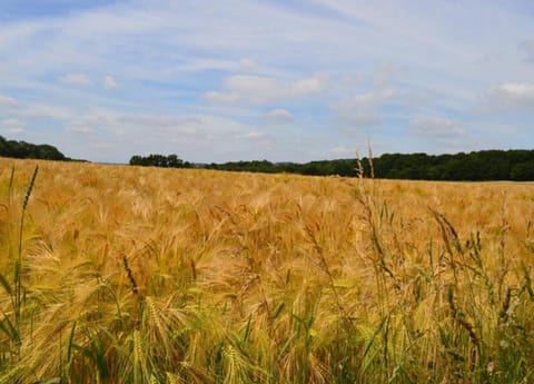 House | View from property