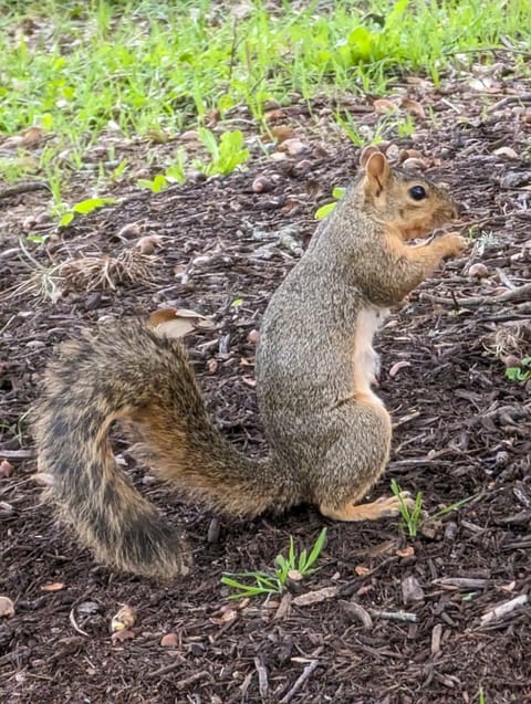 Squirrel in Back Yard