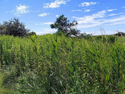 House | Miscellaneous