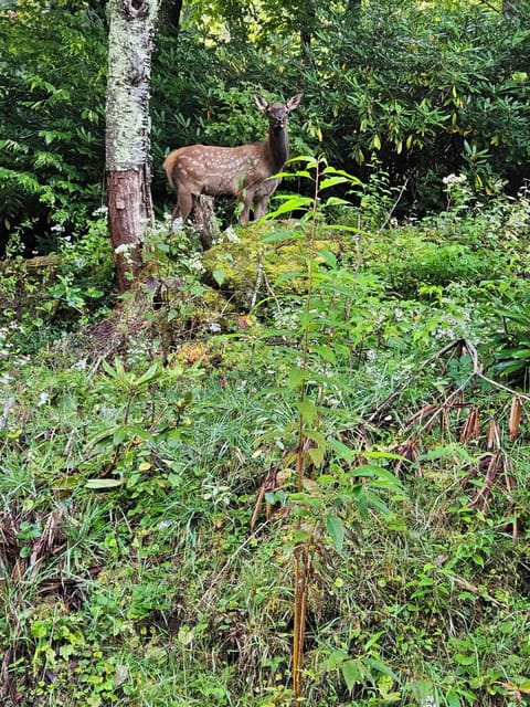 The elk love our neighborhood!