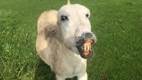 Nancy our friendly donkey