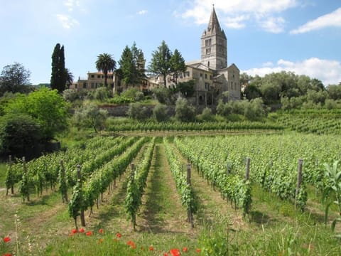 Basilica dei Fieschi vigna