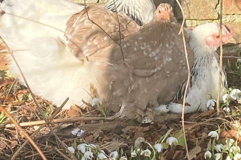 Chickens roam freely at Givendale Cottages, adding rustic charm to this pretty, rural Yorkshire escape near Ripon and the Yorkshire Dales countryside.