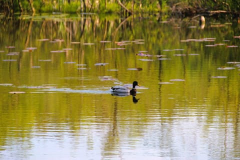 House | View from property