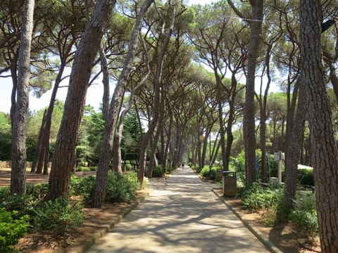 Plant, Tree, Shade, Natural Landscape, Wood, Terrestrial Plant, Road Surface, Arecales, Trunk, Thoroughfare
