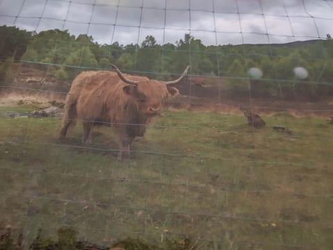 Cottage | Miscellaneous