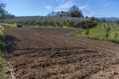 Region [summer] (&gt;5 km)