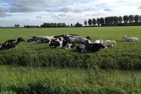 Region [summer] (>5 km)