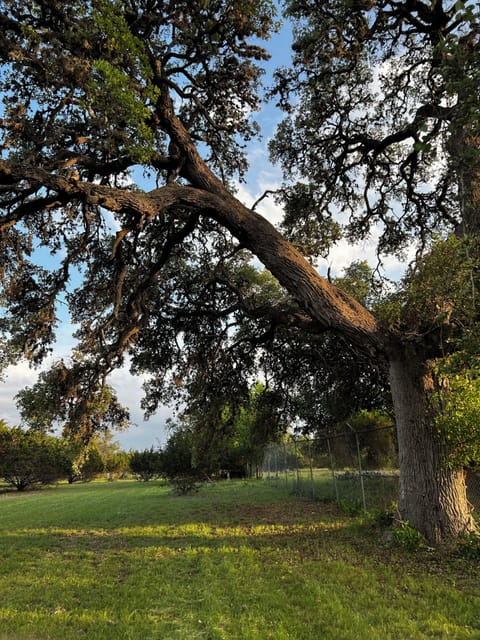 70390168775 A0E4EAC7 D24E 458C 9CB2 D33F2C8808ED