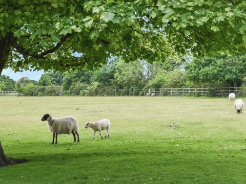 Surrounding area | Kestrel Cottage, Tavistock