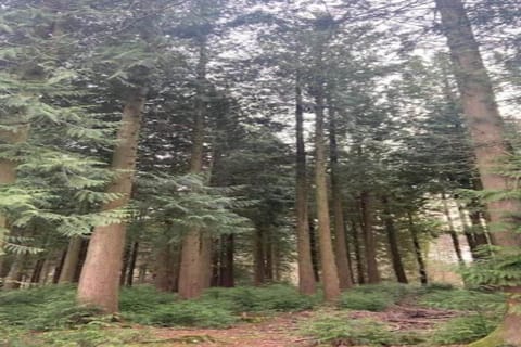 Region [summer] (>5 km)